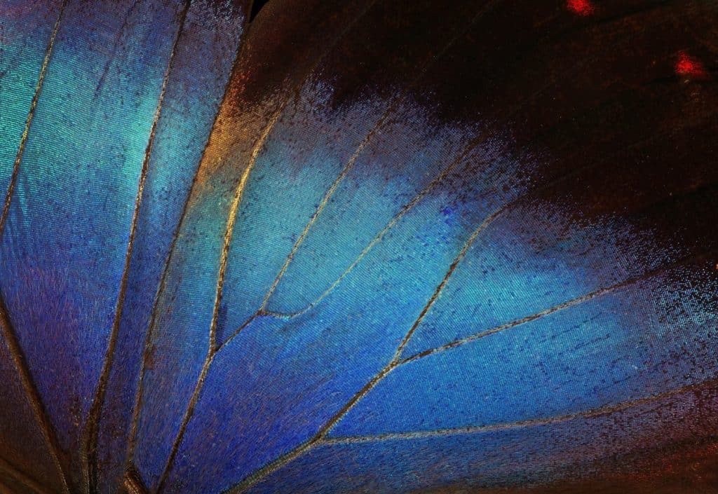 Wings of a butterfly Morpho texture background. Blue Morpho butterfly