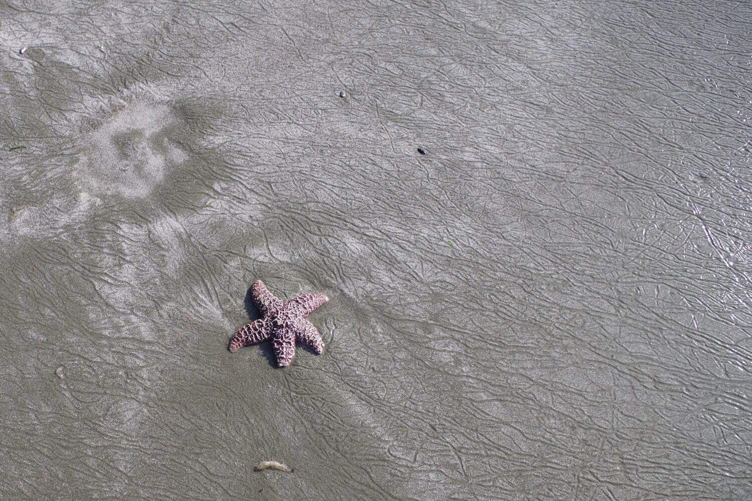 Dead sea star washed up on beach