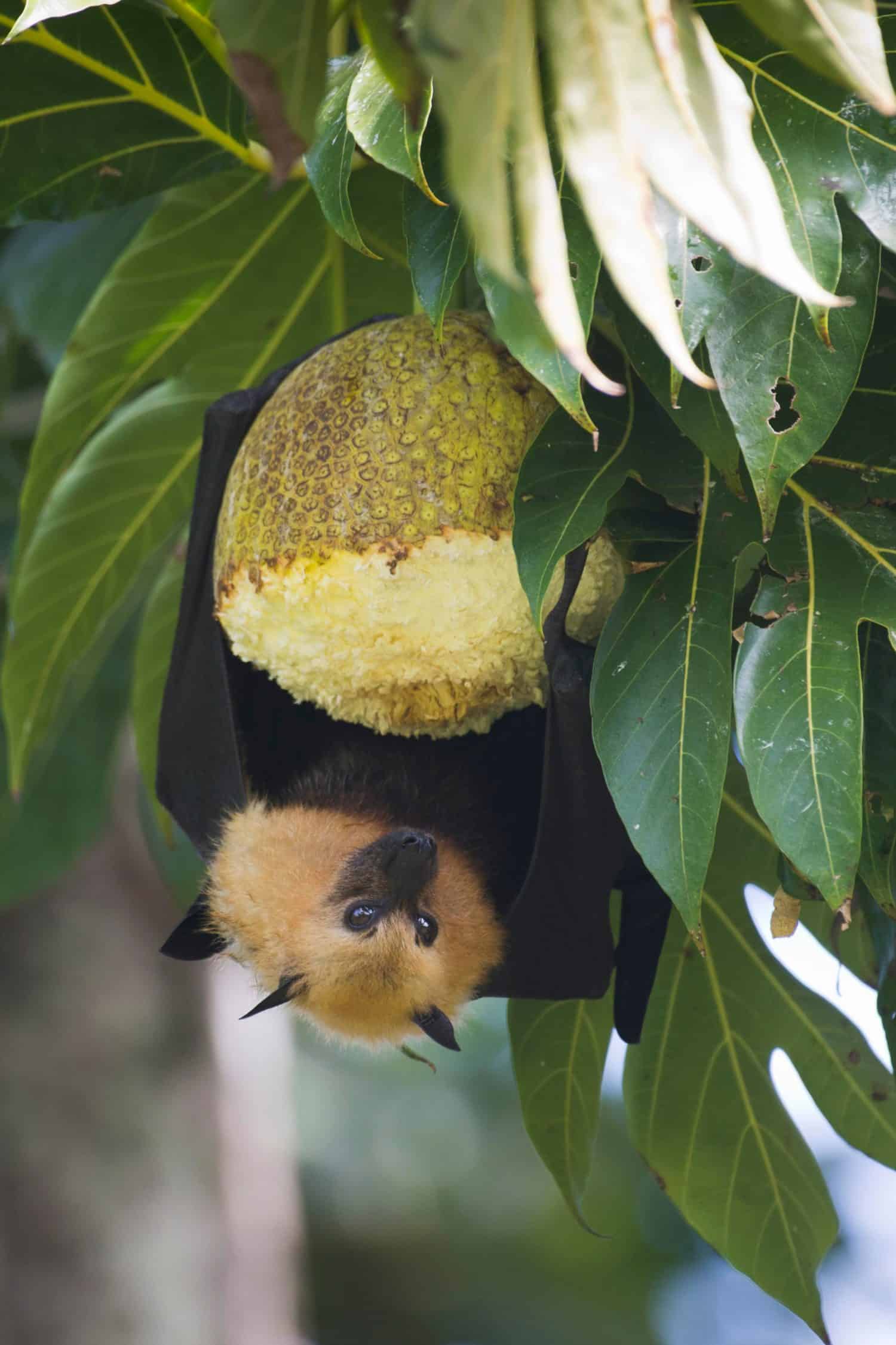 Seychelles flying dog (Pteropus seychellensis) eats breadfruit (Altocarpus altilis), Mahe, Seychelles