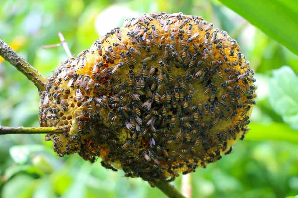 How Bees Collect Nectar and Transform It into Honey