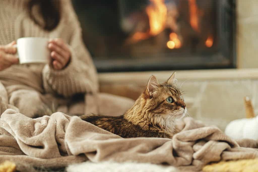 Cozy cat