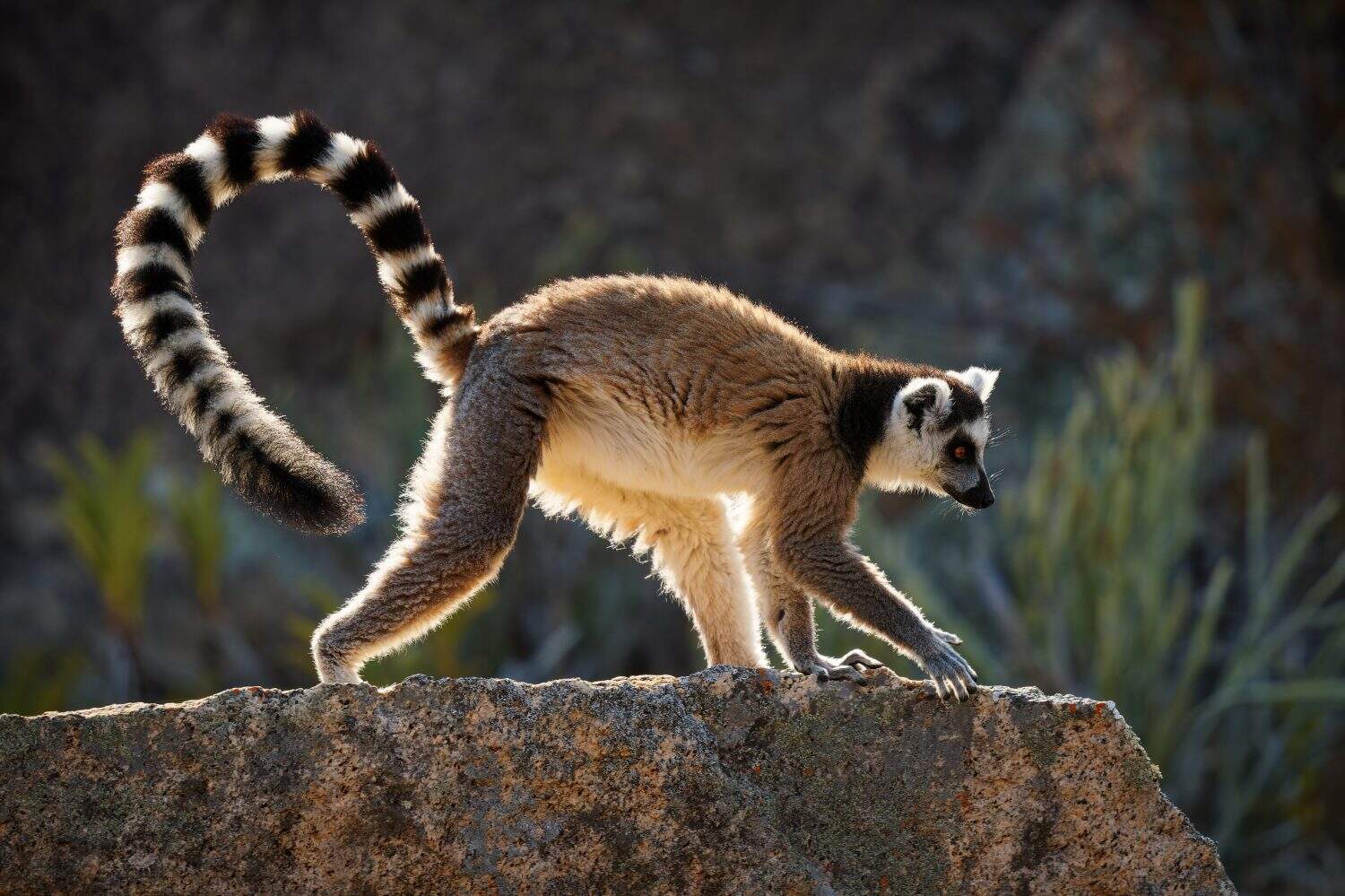 Ring-tailed Lemur - Lemur catta large strepsirrhine primate with long, black and white ringed tail, endemic to Madagascar and endangered, known locally in Malagasy as maky, maki or hira. Rocky place.