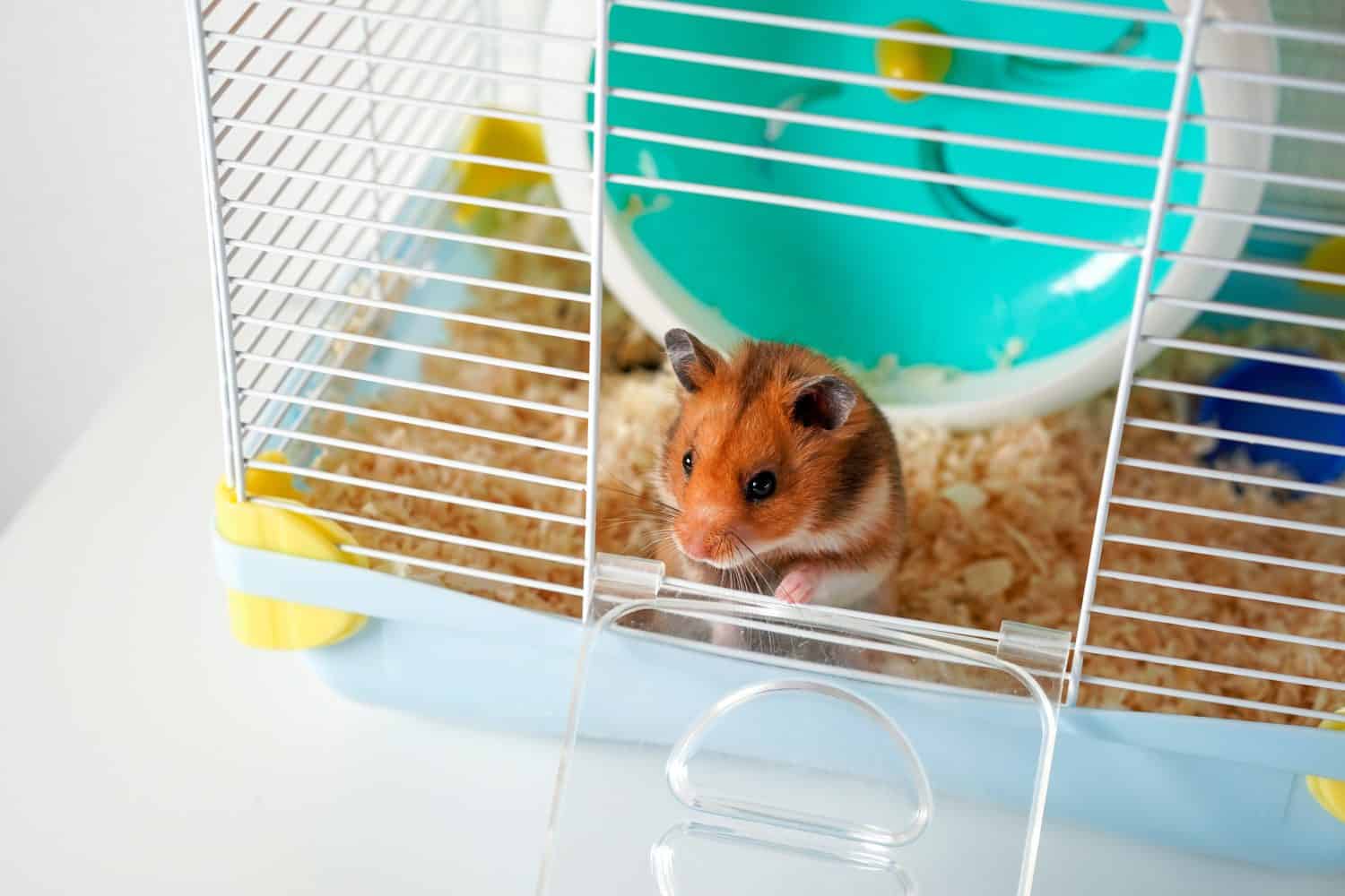 A Syrian hamster peeks out of a cage. Pet