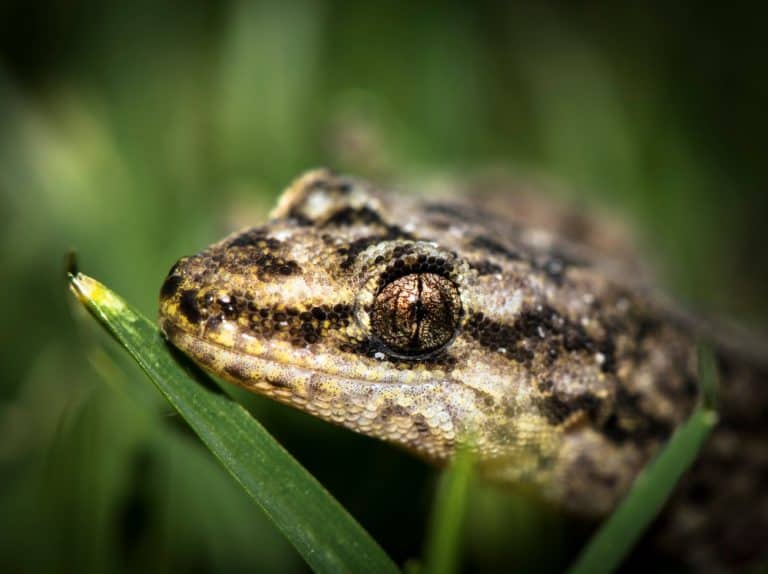 A closeup of the head of a mourning gecko (Lepidodactylus lugubris) on a plant leaves