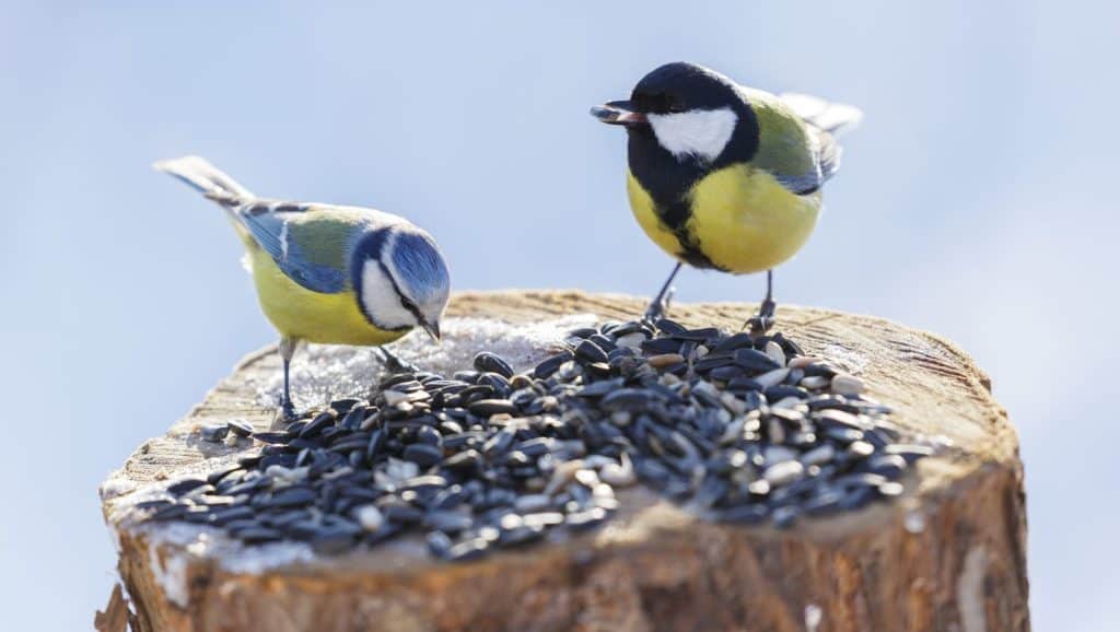 Little birds feeding on a bird feeder with sunflower seeds. Winter time. Blue tit and Great tit