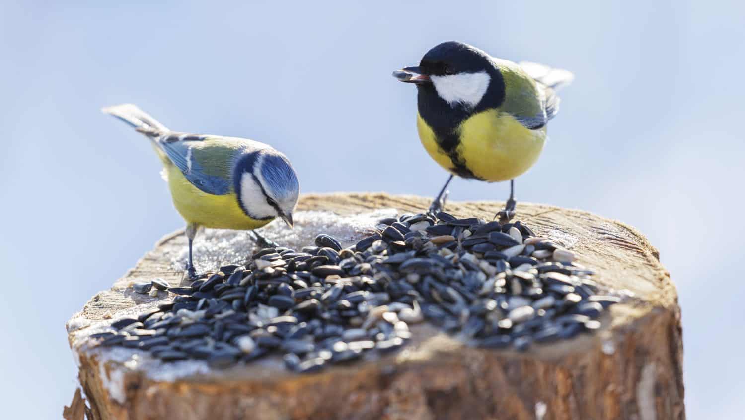  Little birds feeding on a bird feeder with sunflower seeds. Winter time. Blue tit and Great tit