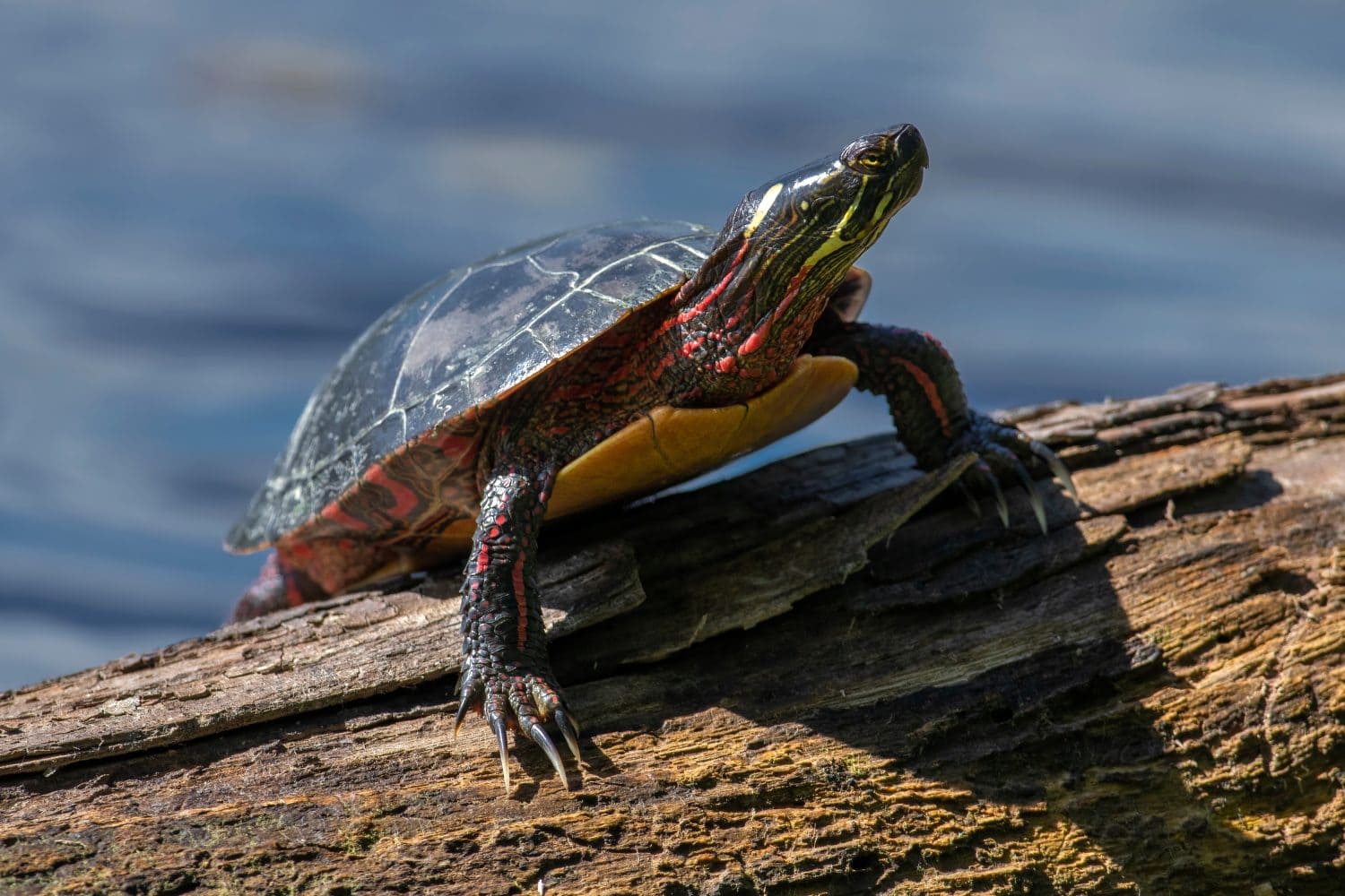 Painted turtle basking on a log