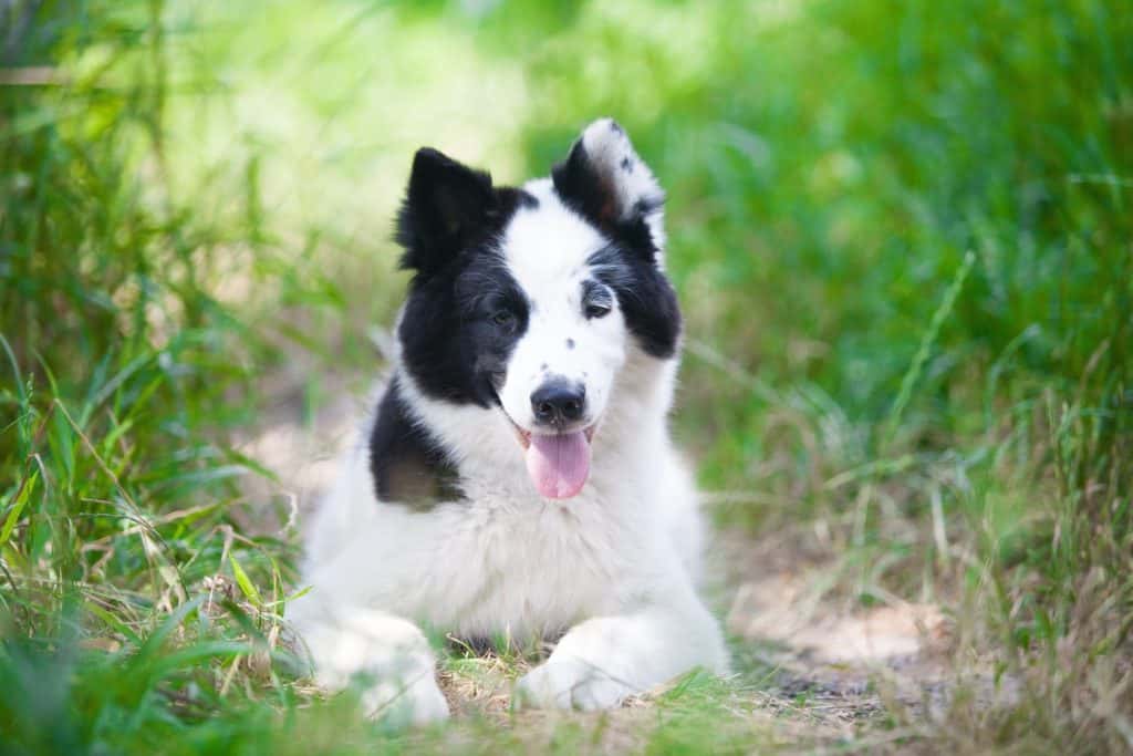 Black and white Yakutian Laika puppy in the park