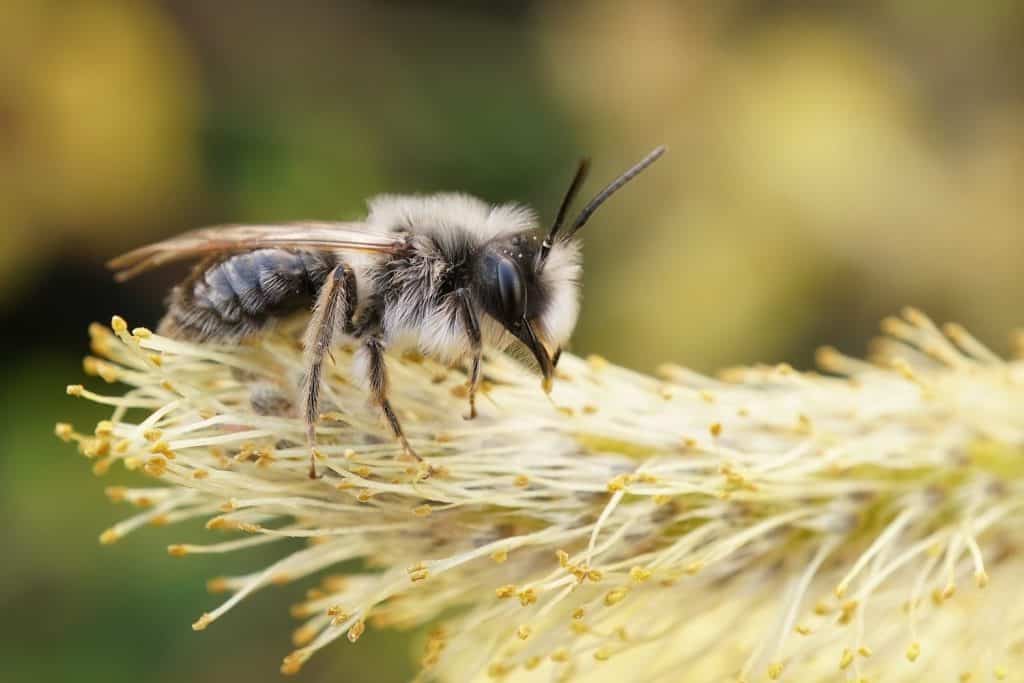 Natural closeup of a male grey-backed mining bee, Andrena vaga eating pollen from Goat willow , Salix caprea