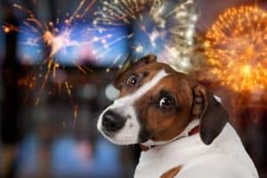 Cute domestic dog looking on the fireworks