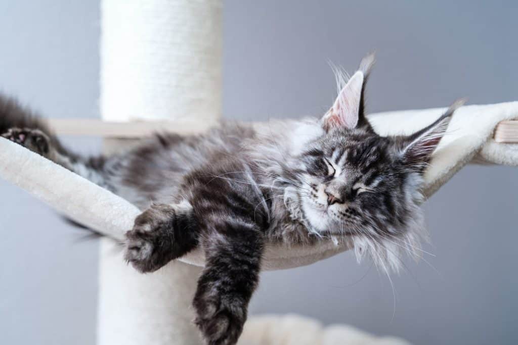 Cute tabby silver gray young maine coon cat with long whiskers and tassel ears lying on hammock on cat tree at home sleeping peacefully. 4 month old kitten relaxing