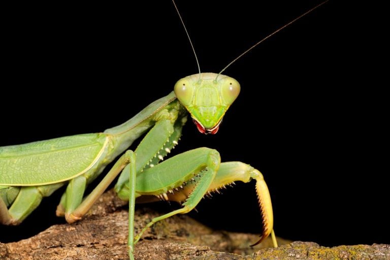 Portrait of a common green mantis (Sphodromantis gastrica) on black, South Africa