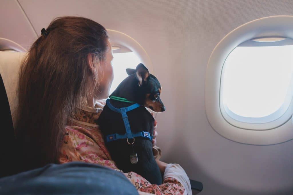 Dog in the aircraft cabin near the window during the flight, concept of travelling and moving with pets, small black dog sitting in the pet carrier bag, travel or relocation with dog by airplane