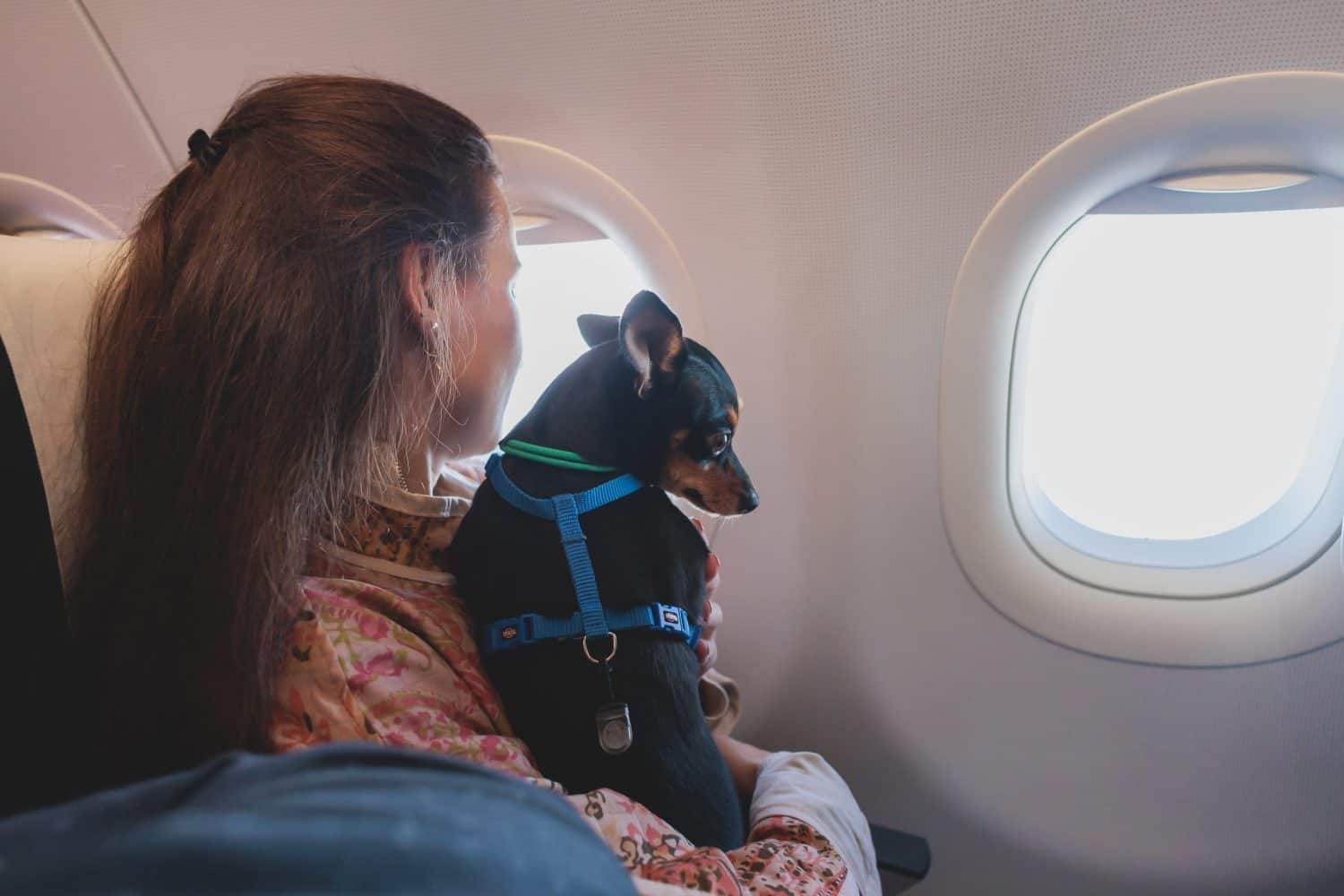Dog in the aircraft cabin near the window during the flight, concept of travelling and moving with pets, small black dog sitting in the pet carrier bag, travel or relocation with dog by airplane