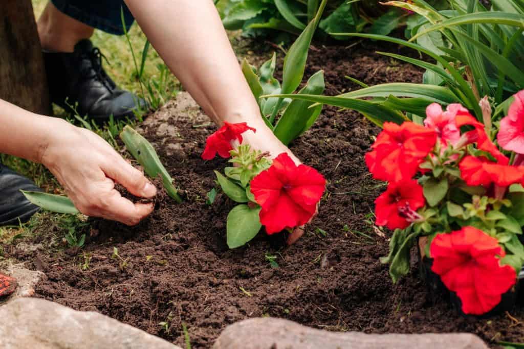 Caucasian woman gardener planting flowers in the ground
