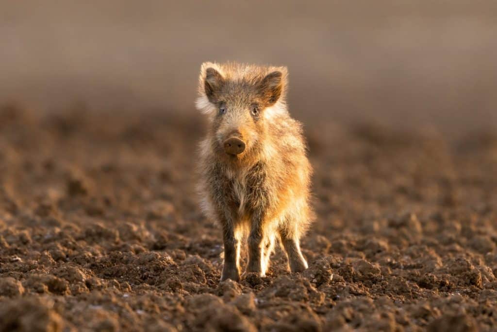 Cute baby wild boar with a beautiful color.