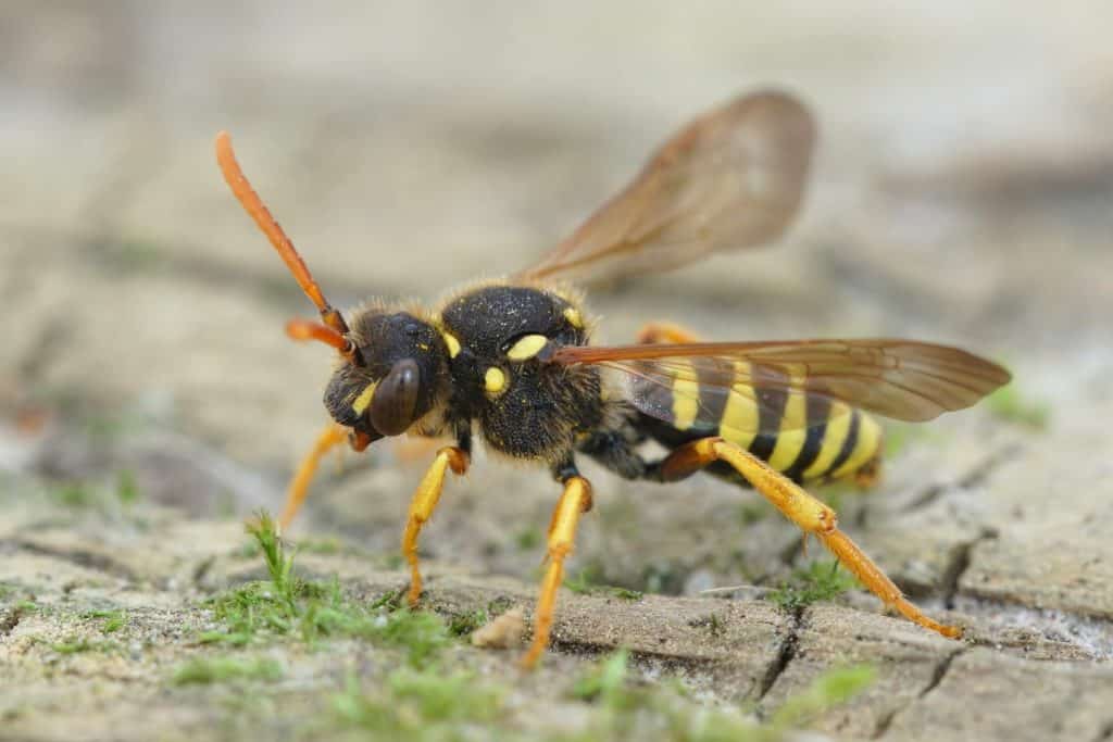 Detailed closeup of a colorful black and yellow female Gooden's nomad bee, Nomada goodeniana standing on the ground