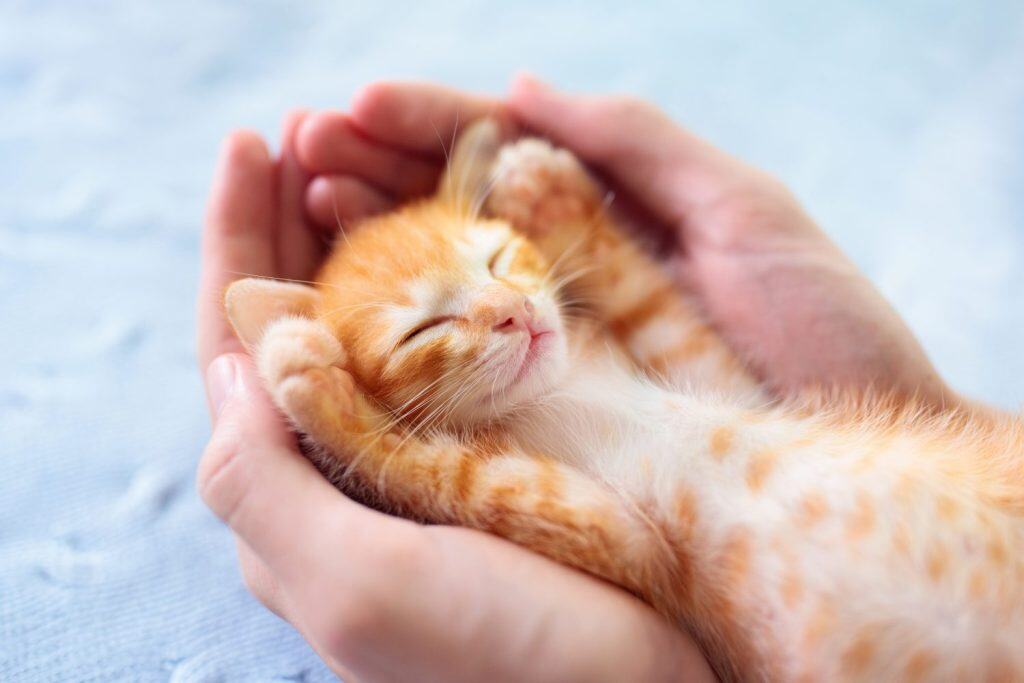 Kitten sleeping in man hands. Cozy sleep and nap time with pets. Pet owner and his pet. Ginger baby cat relaxing. Animal love.