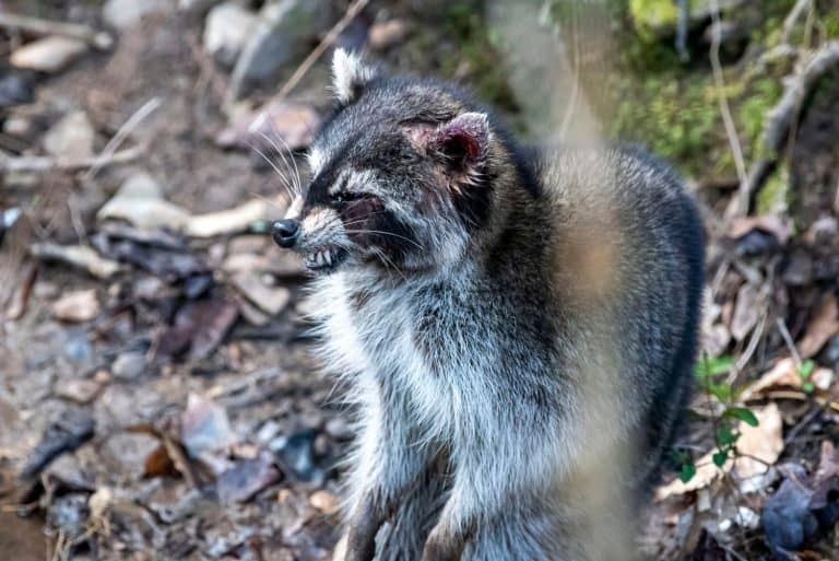 Sick raccoon having a seizer from either rabies or distemper