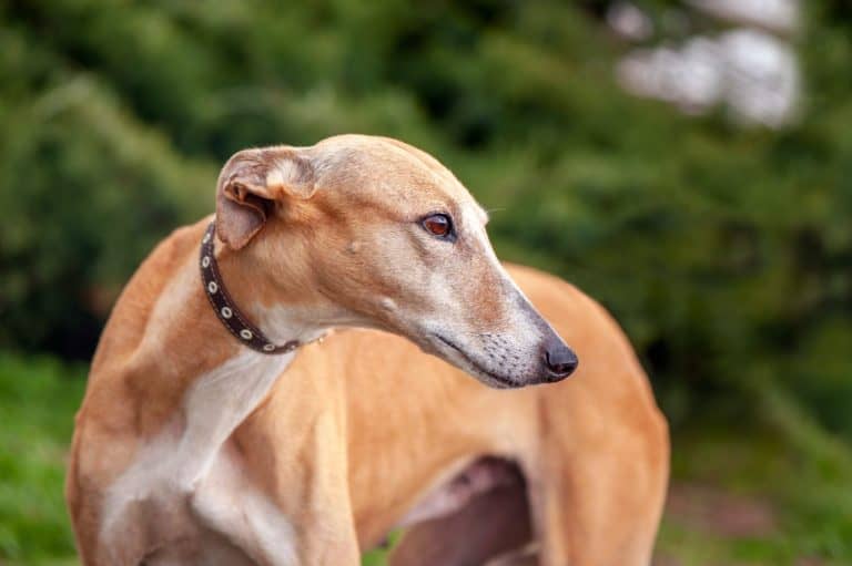 Greyhound