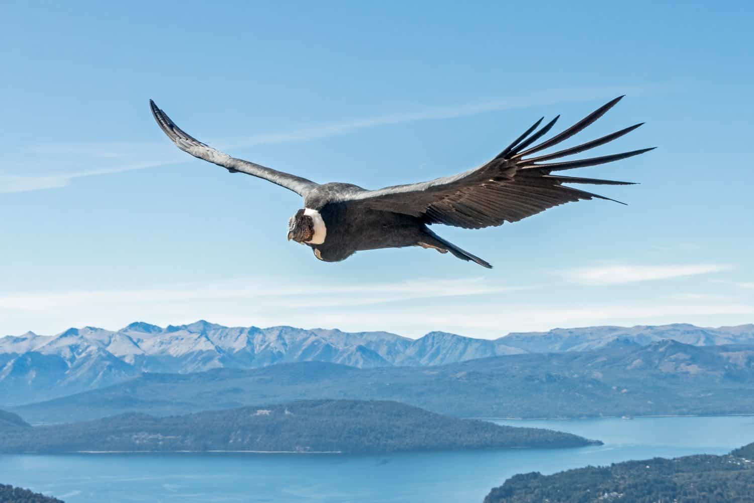 Andean Condor over Nahuel Huapi Lake