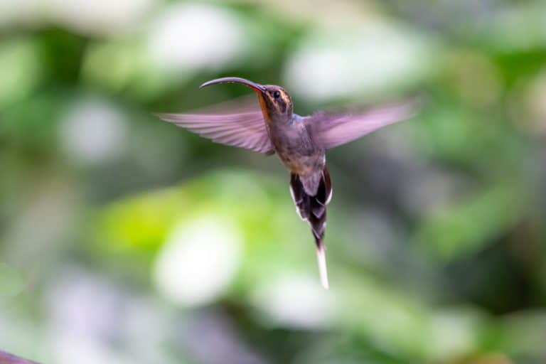 The white-tipped sicklebill (Eutoxeres aquila) is a species of hummingbird in the family Trochilidae. It is found in Costa Rica and Panama of Central America, and Colombia, Ecuador, and far Peru