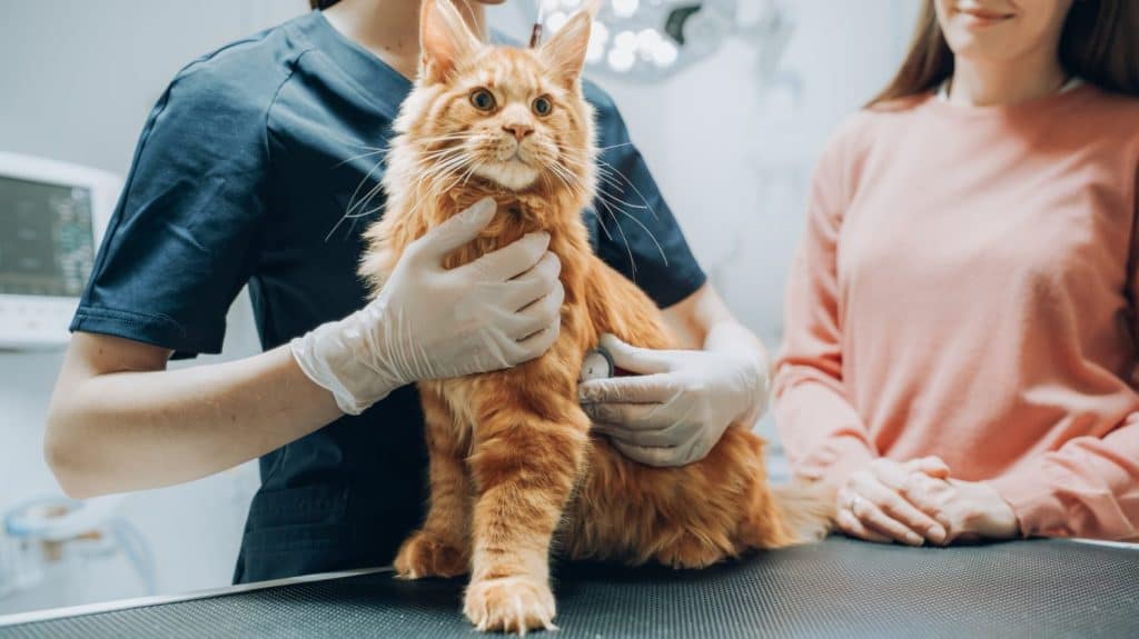Female Veterinarian Using Stethoscope to Diagnose a Red Pet Maine Coon That is Sitting on a Check Up Table. Young Beautiful Cat Mom Holding and Petting the Kitten to Calm Him Down