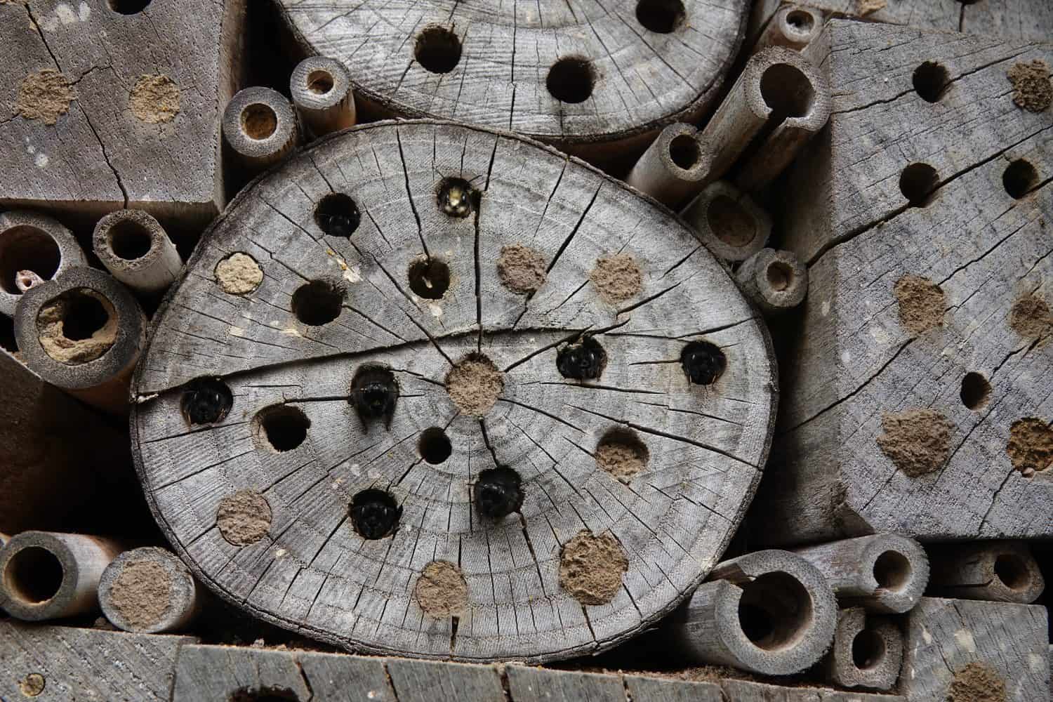 Natural closeup on an aggregation of a male and females European orchard mason bees, Osmia cornuta ready to leave their nest