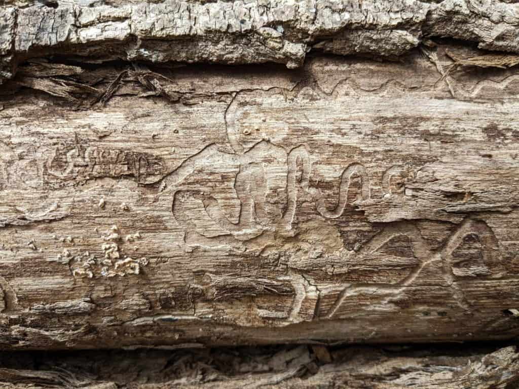 How to Stop Emerald Ash Borers Before It’s Too Late - A-Z Animals