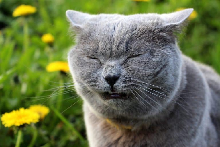 A gray fluffy purebred Scottish straight-eared cat in a yellow collar against fleas and ticks walks in the garden and sneezes. Allergy to dandelions and spring flowers in animals.