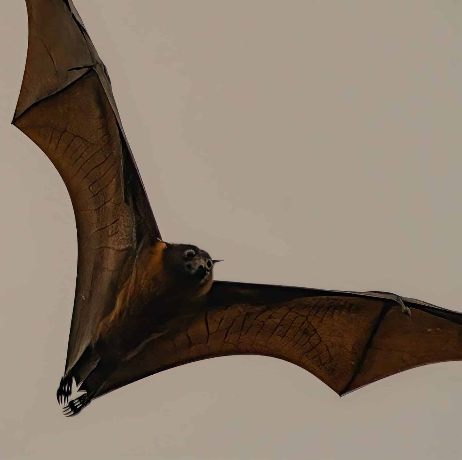 Giant golden crowned flying fox.