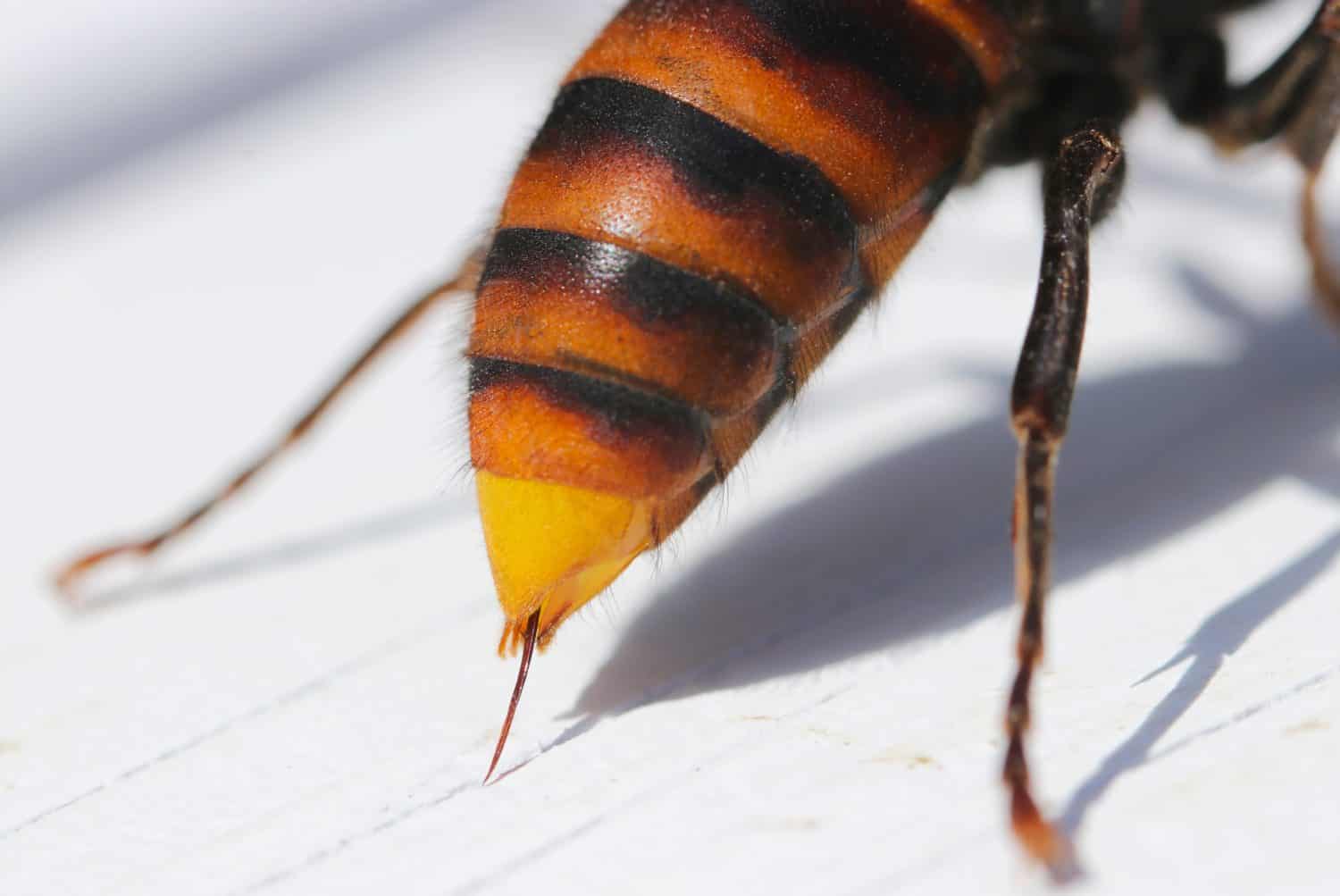 Northern giant hornet, bee stinger coming out of a bee's ass　(Close up macro photograph on a sunny outdoor, white background)