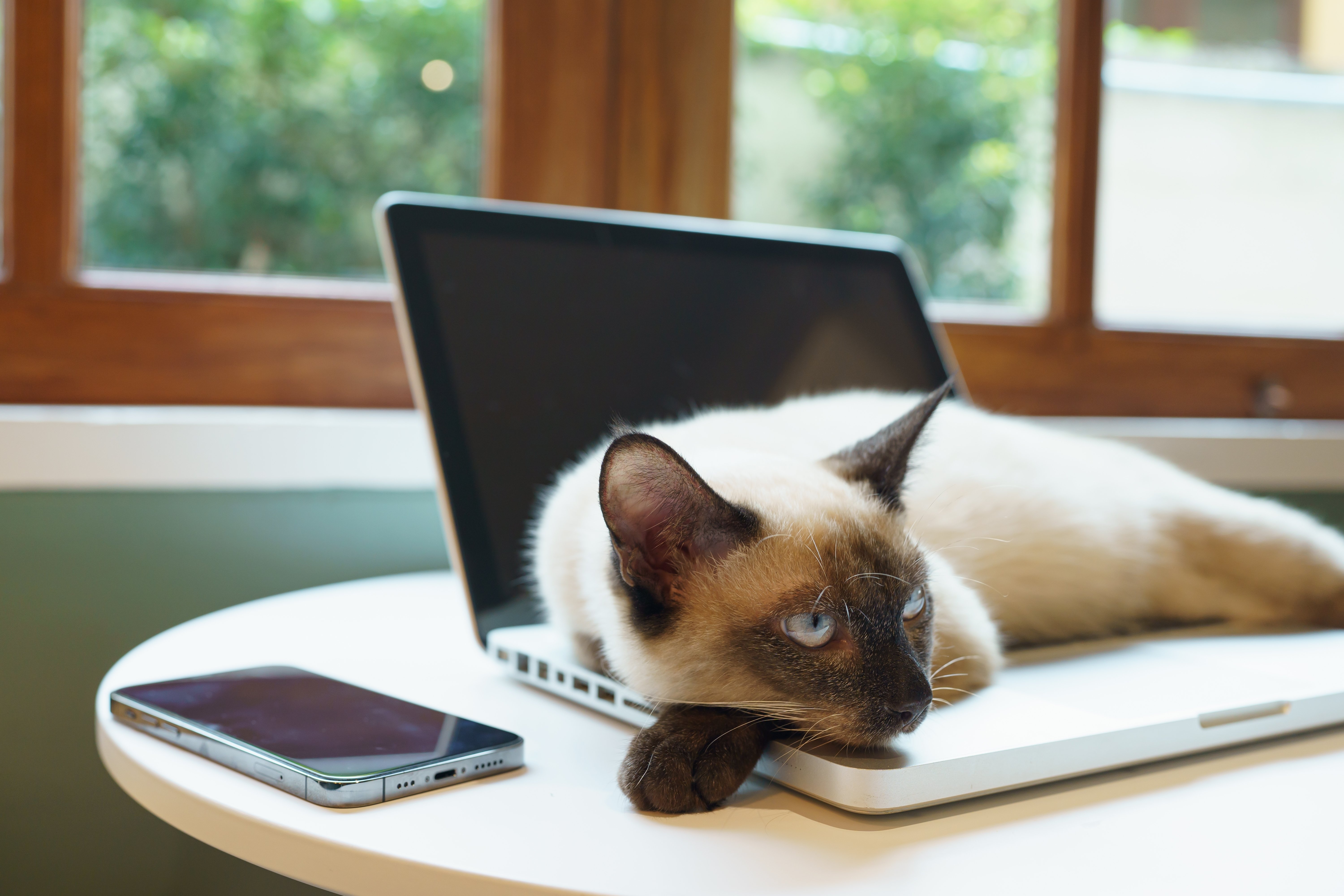 Cat Sits On Wasted Onion Reporter's Keyboard