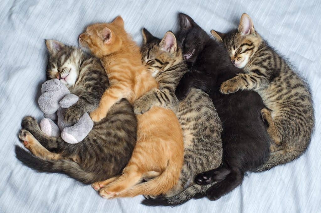 Five small striped domestic kittens sleeping hugging each other at home lying on bed white blanket funny pose, cute adorable pets cats, kittens for a postcard,