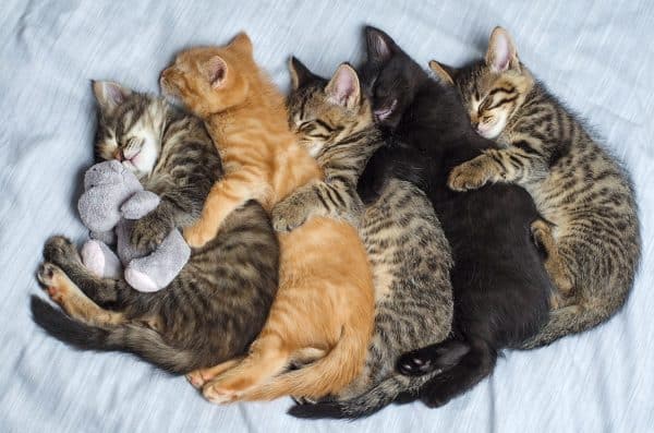 The Surprising Words for a Group of Kittens Explained - A-Z Animals