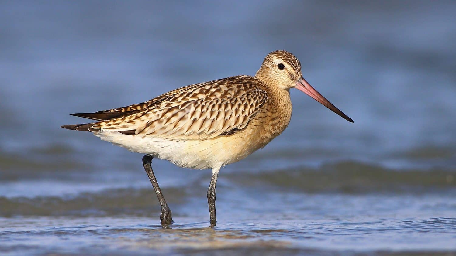 Bar-tailed godwit (Limosa lapponica) on the Lake Balaton, Hungary
