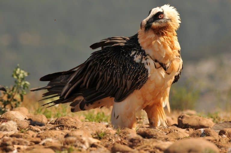 A scary bearded vulture bird in the rocky valley on a sunny day