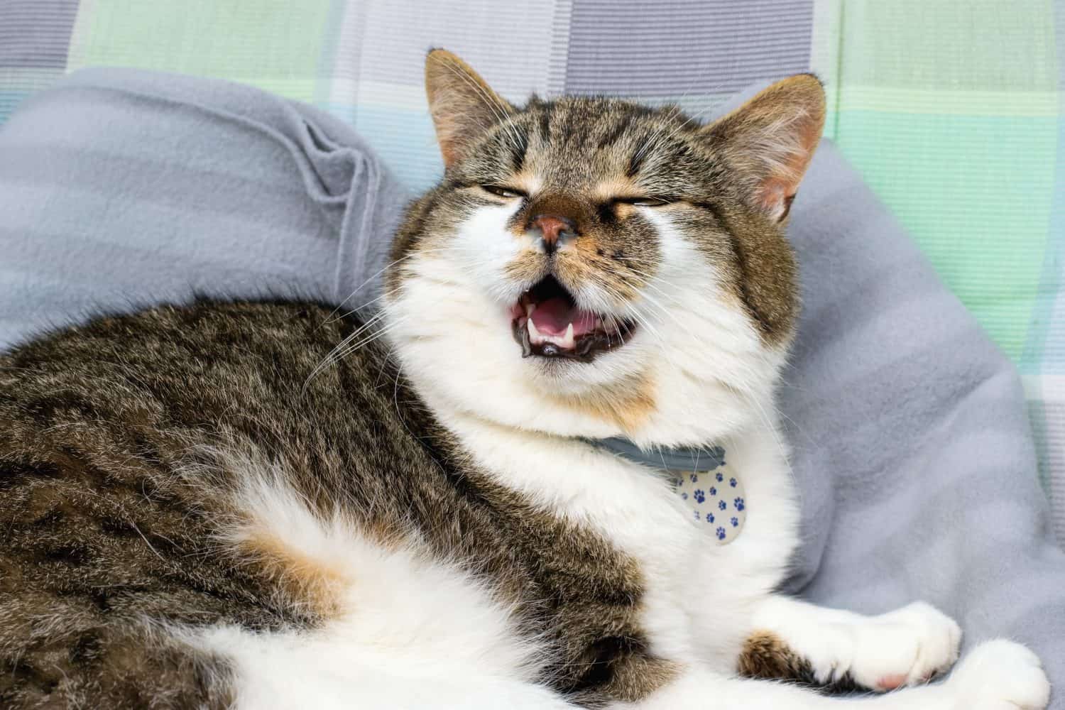 Domesticated cat with runny nose, suffering with cold, allergy or rhinitis . Animal health problem.