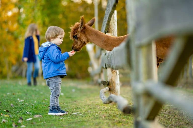 Cute toddler boy looking at an alpaca at a farm zoo on autumn day. Children feeding a llama on an animal farm. Kids at a petting zoo at fall. Active leisure children outdoor.