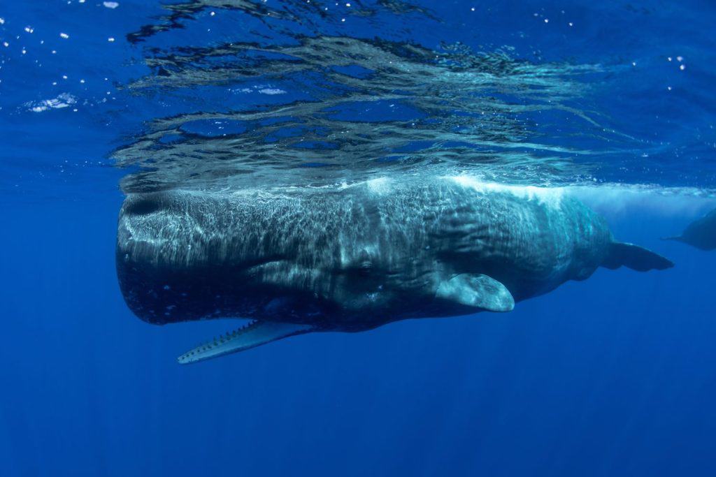 Underwater shot of a sperm whale in the clear water of the ocean
