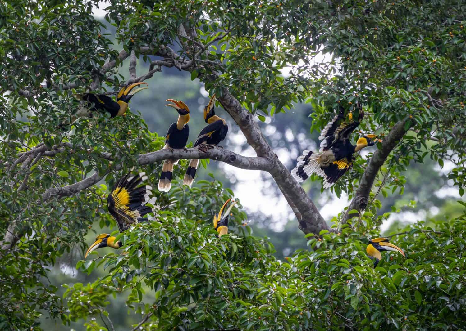 Great hornbills group eating fruit on the tree.