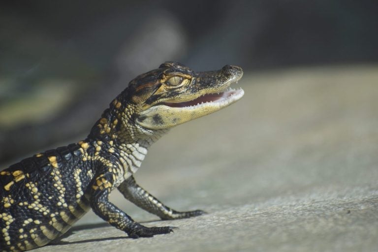 Baby alligator with a smile