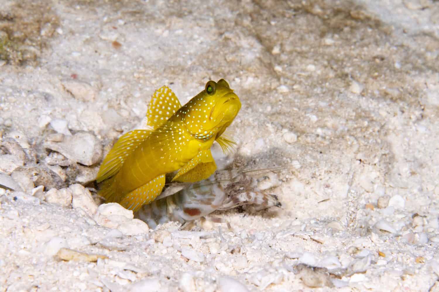 Macro shots of Shrimp goby with shrimp