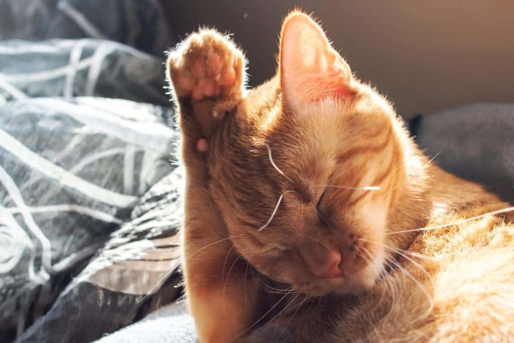 Ginger cat washes its paw in sunlight close up