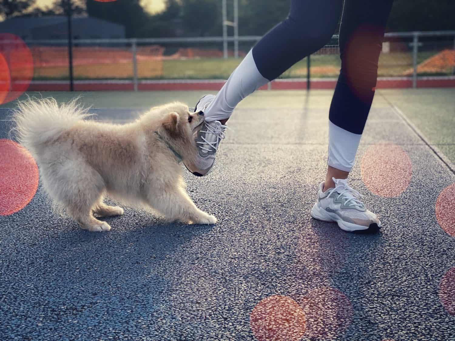 A dog bites a girl by her tights. Woman's feet in white sneakers. Cropped view of feet. Pedigree dog on a walk with the owner. Dog breed German Pomeranian Spitz. A puppy of white color.