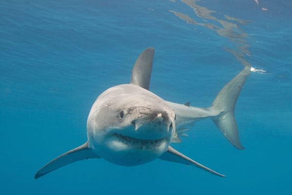 the-largest-great-white-shark-ever-recorded-is-still-alive-a-z-animals