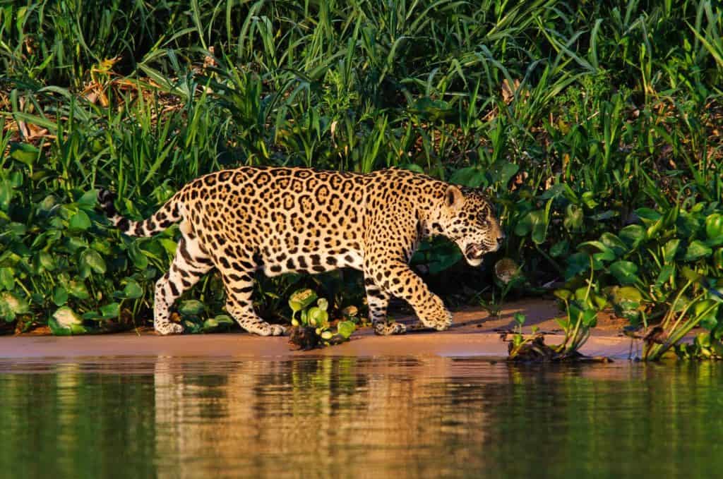 Jaguar wild animal predator carnivore feline danger