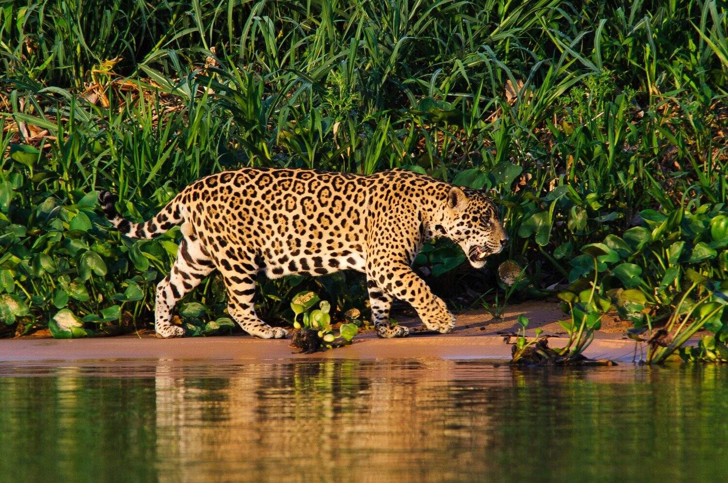 Jaguar wild animal predator carnivore feline danger