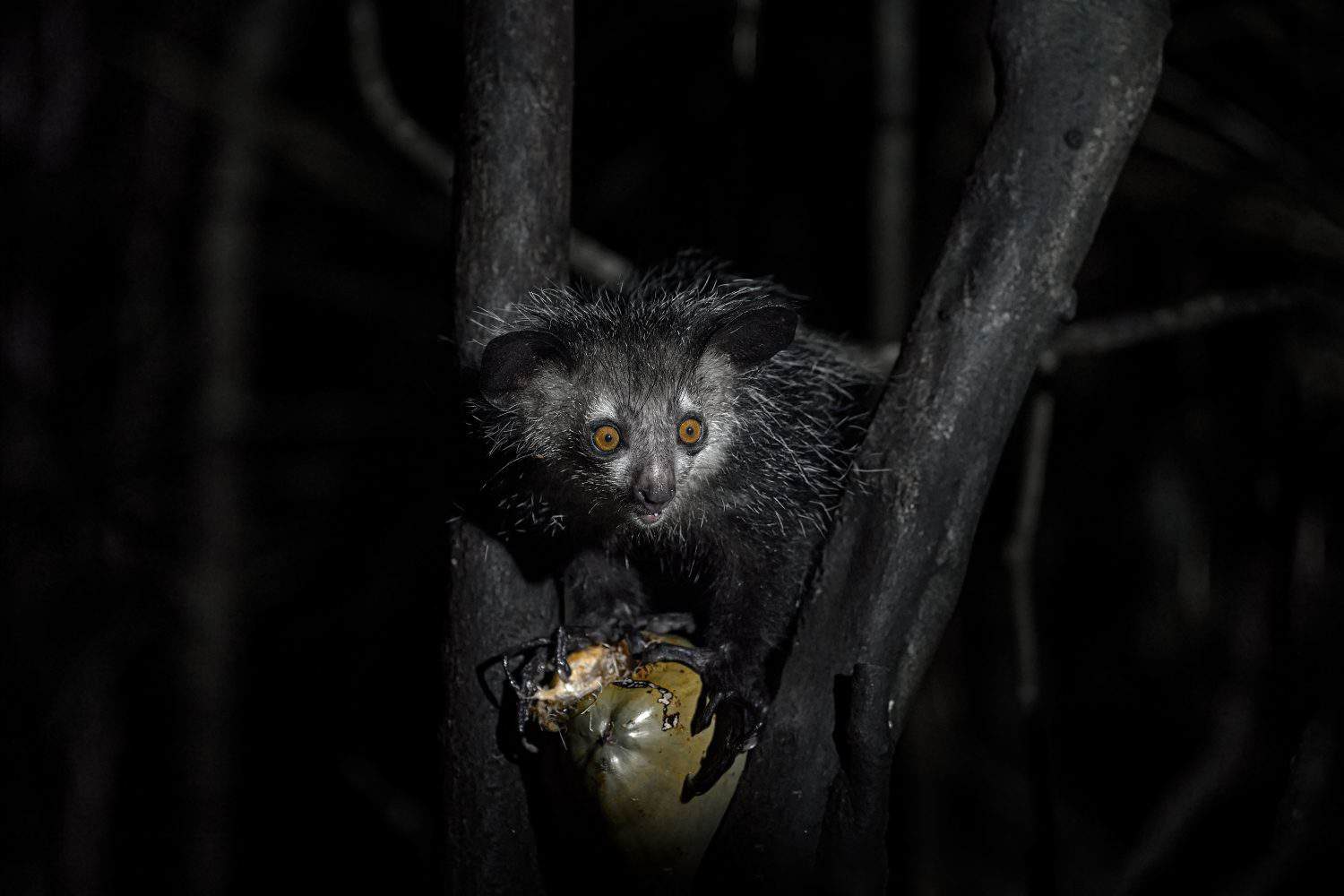 Aye-aye, Daubentonia madagascariensis, night animal in Madagascar. Rare endemic monkey lemur. Aye-aye nocturnal lemur monkey in the nature habitat, coast forest in Madagascar, widllife nature. 