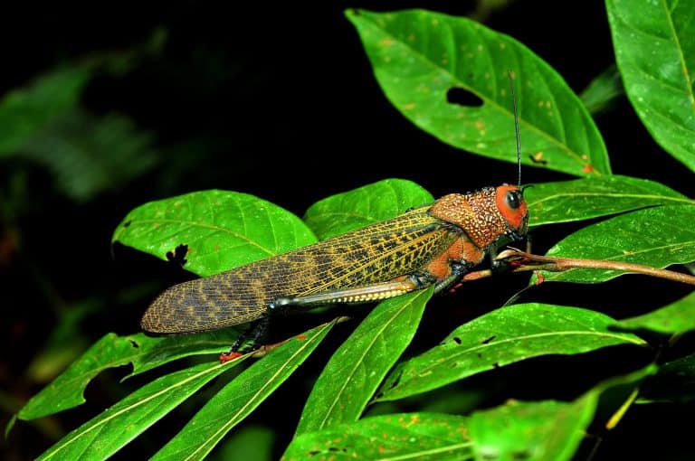 Orthoptera,Romaleidae,Insect, giant red-winged grasshopper (Tropidacris cristata) with a kaleidoscope of colors all over its body, perched on a branch with green leaves and a dark background.
